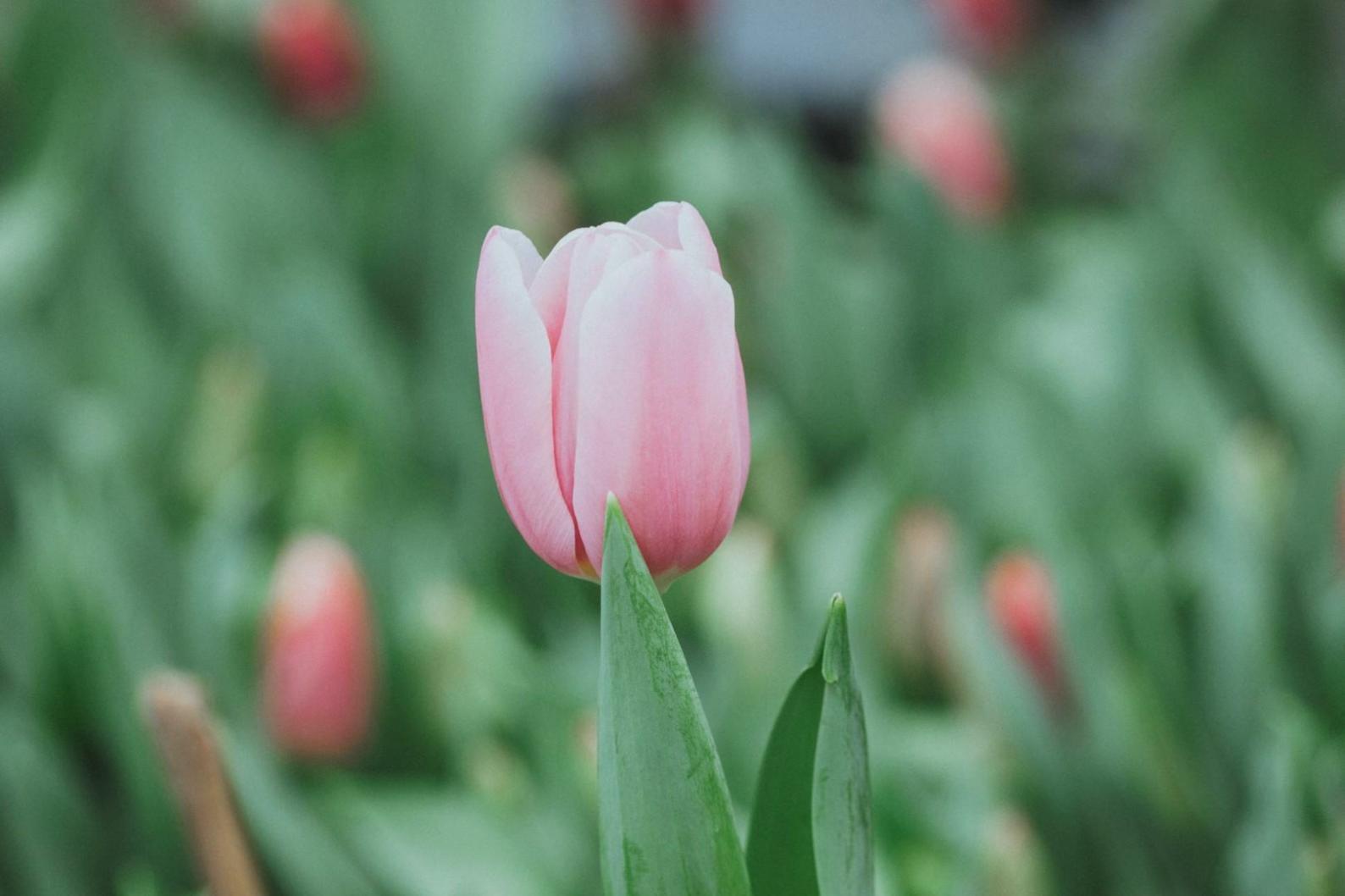 Профессиональная флористическая композиция с применением техник крепления