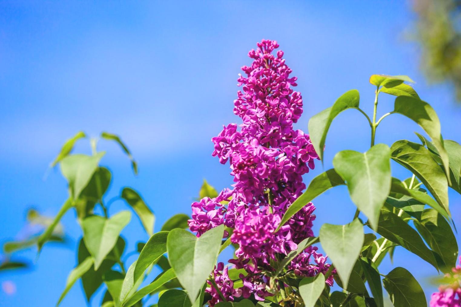 Демонстрация техники крепления флористических материалов